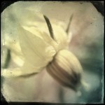 Hipstamatic. Jimmy Lens. C-Type Plate Film. No Flash.