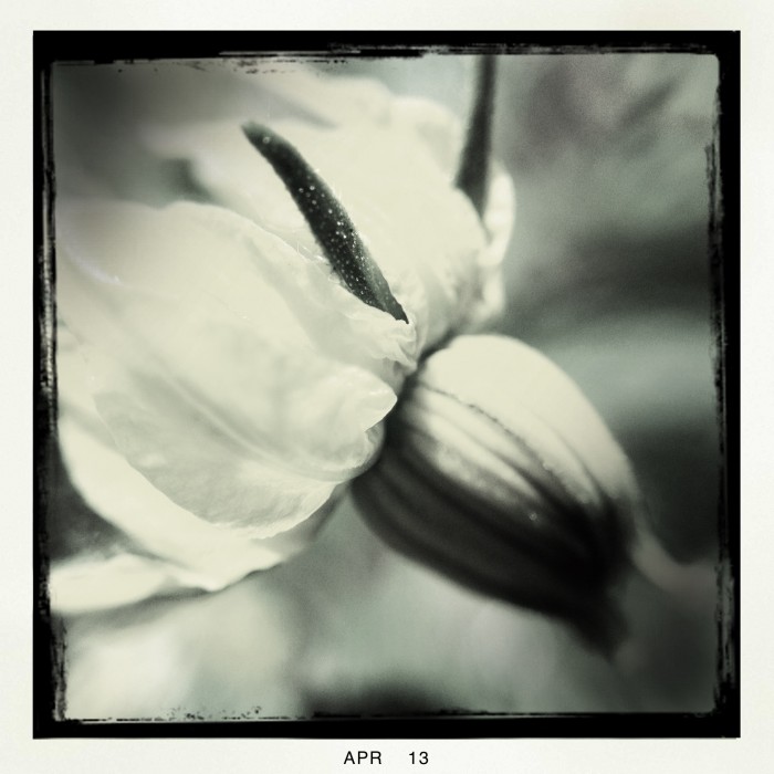 Hipstamatic. Matty ALN Lens. BlacKeys B+W Film. No Flash.