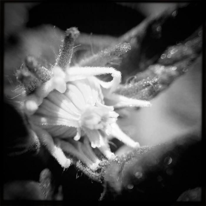 Hipstamatic. Roboto Glitter Lens. BlacKeys SuperGrain Film. No Flash.