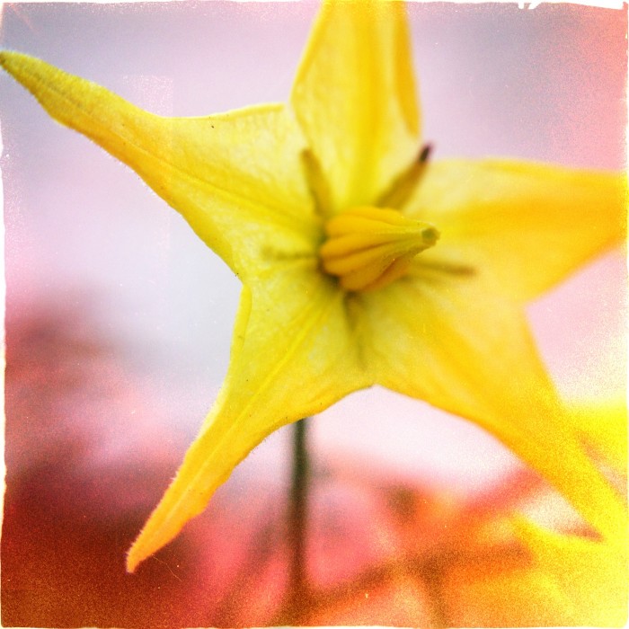 Hipstamatic. Lucifer VI Lens. Dixie Film. No Flash.