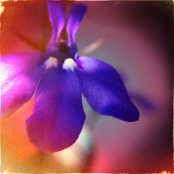 Hipstamatic. Lucifer VI Lens. Dixie Film. No Flash.