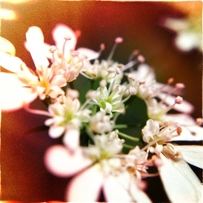 Hipstamatic. Lucifer VI Lens. Dixie Film. No Flash.