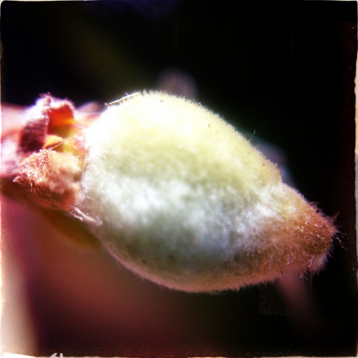 Hipstamatic. Lucifer VI Lens. Dixie Film. No Flash.